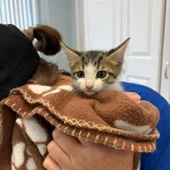 A baby small-sized male White Domestic Short Hair cat named Zander for adoption in Greensboro, GA