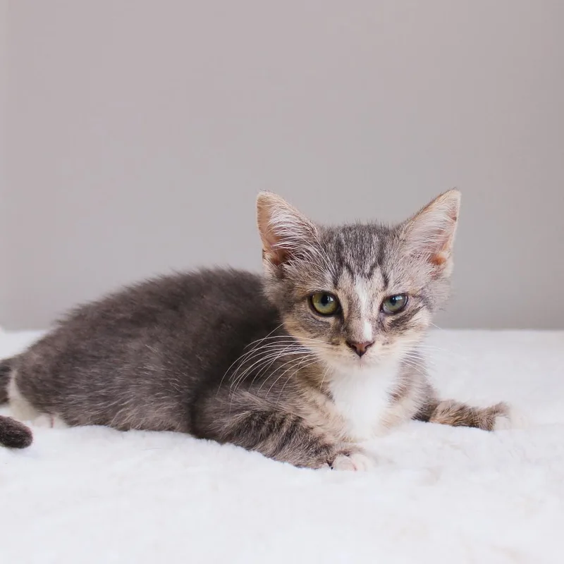 A baby medium-sized female Gray & White Domestic Short Hair cat named Kenzie for adoption in Wayne, NJ