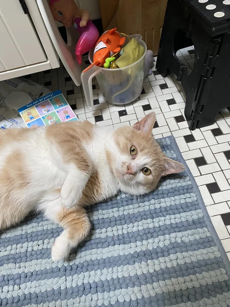 A young medium-sized male Orange & White Domestic Short Hair cat named Sherbs Malone for adoption in Philadelphia, PA