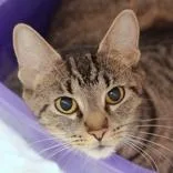 An adult medium-sized female Tabby (Buff / Tan / Fawn) Domestic Short Hair cat named Jazzie for adoption in Hilliard, OH