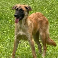 A young small-sized female Yellow / Tan / Blond / Fawn Belgian Shepherd / Malinois dog named Fluffy for adoption in Livingston, TX