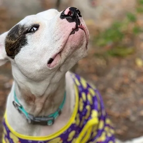 A young medium-sized female White / Cream Pit Bull Terrier dog named Nina for adoption in Ayden, NC