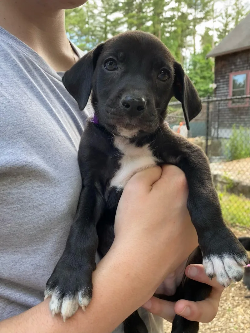 A baby medium-sized male Black Labrador Retriever dog named Milo Monty for adoption in Sudbury, MA