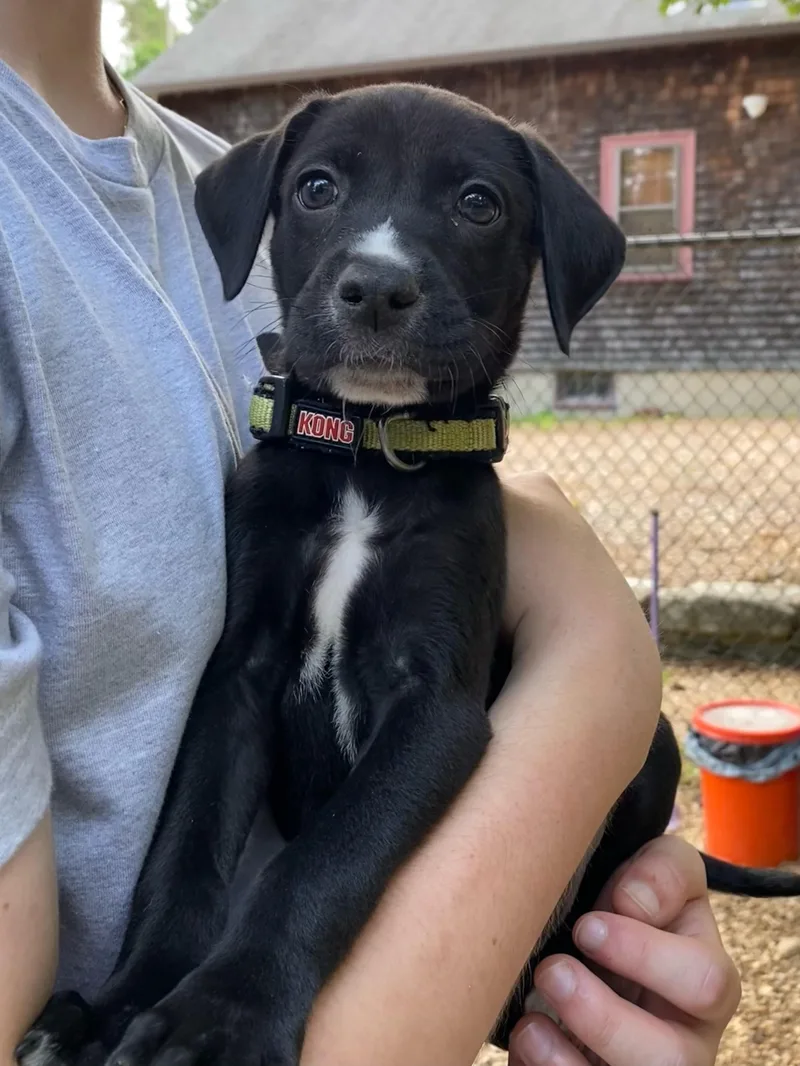 Milo  Monty  thumbnail 5
