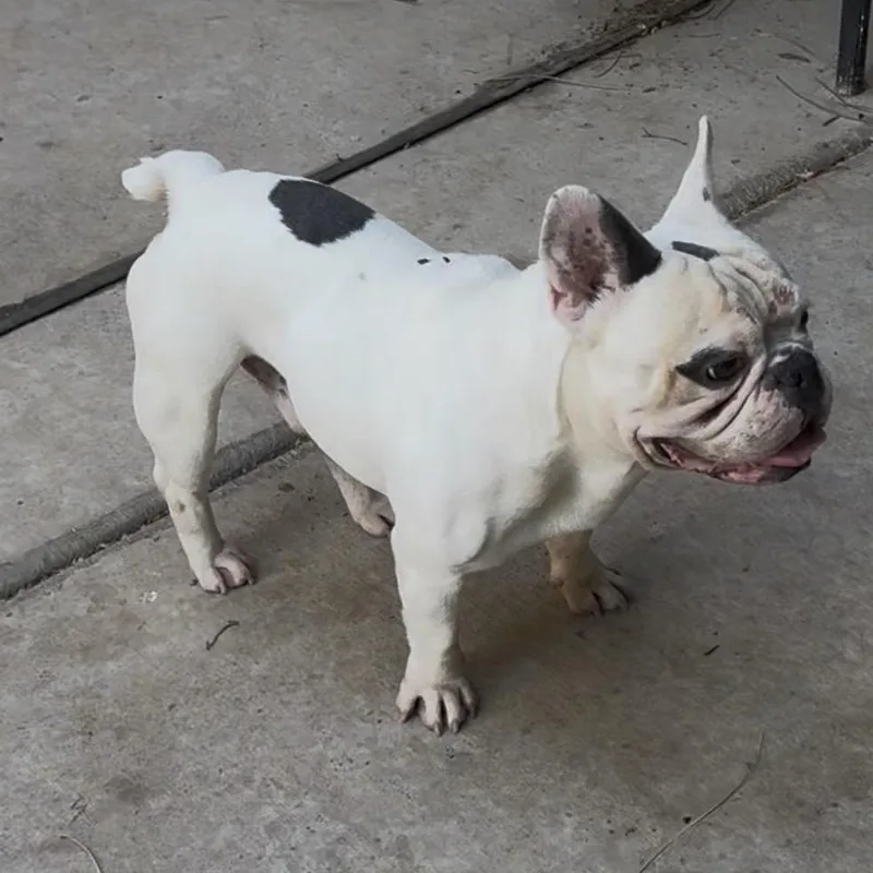 An adult medium-sized male White / Cream French Bulldog dog named Mad Max for adoption in Las Vegas, NV