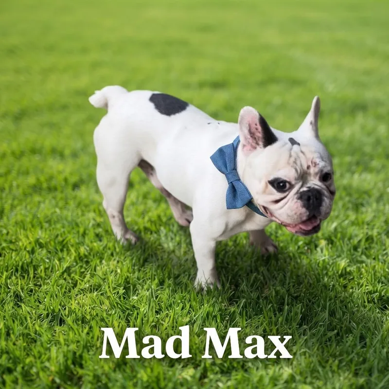 Mad Max thumbnail 4