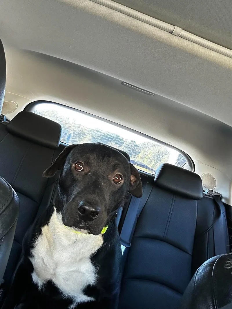 An adult medium-sized male Mixed Breed dog named Ray for adoption in Holly Springs, NC