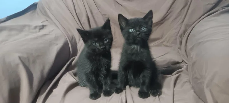 A baby medium-sized female Black Domestic Short Hair cat named Black babies for adoption in Westfield, MA