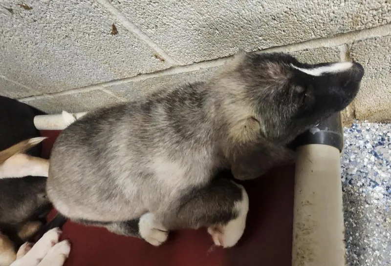 A baby medium-sized male Shepherd dog named Kindle for adoption in Athens, AL
