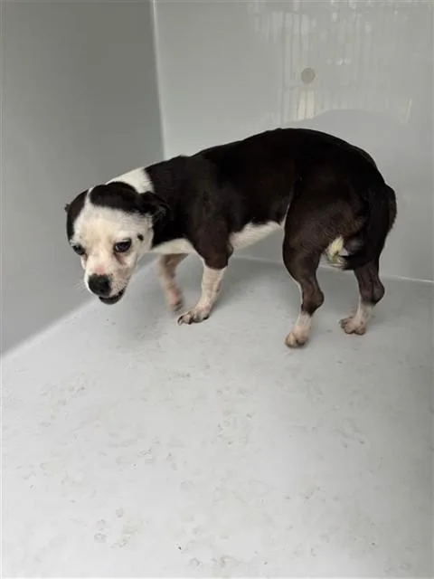A young medium-sized male Chihuahua dog named A for adoption in Houston, TX