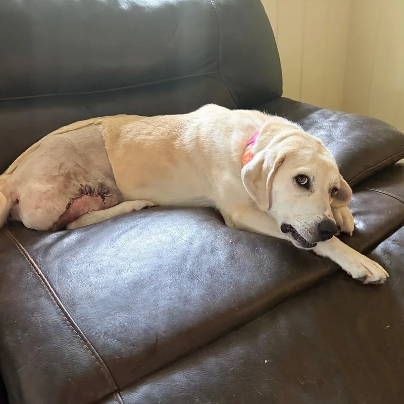 A young medium-sized female Yellow / Tan / Blond / Fawn Labrador Retriever dog named Honey for adoption in Falls Church, VA
