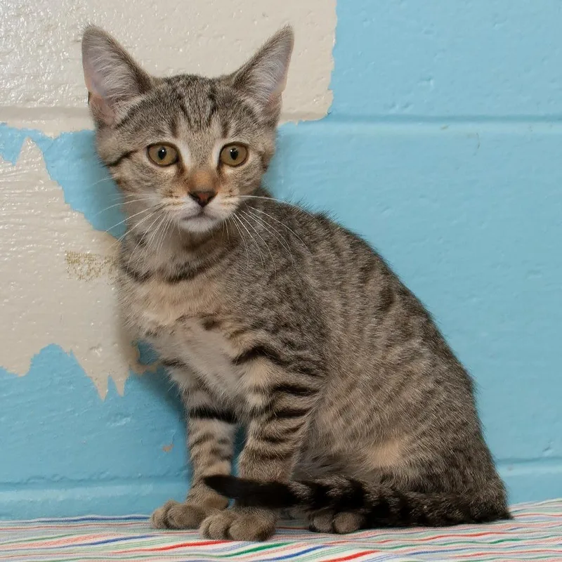 A baby small-sized female Domestic Short Hair cat named Sage for adoption in Troy, OH