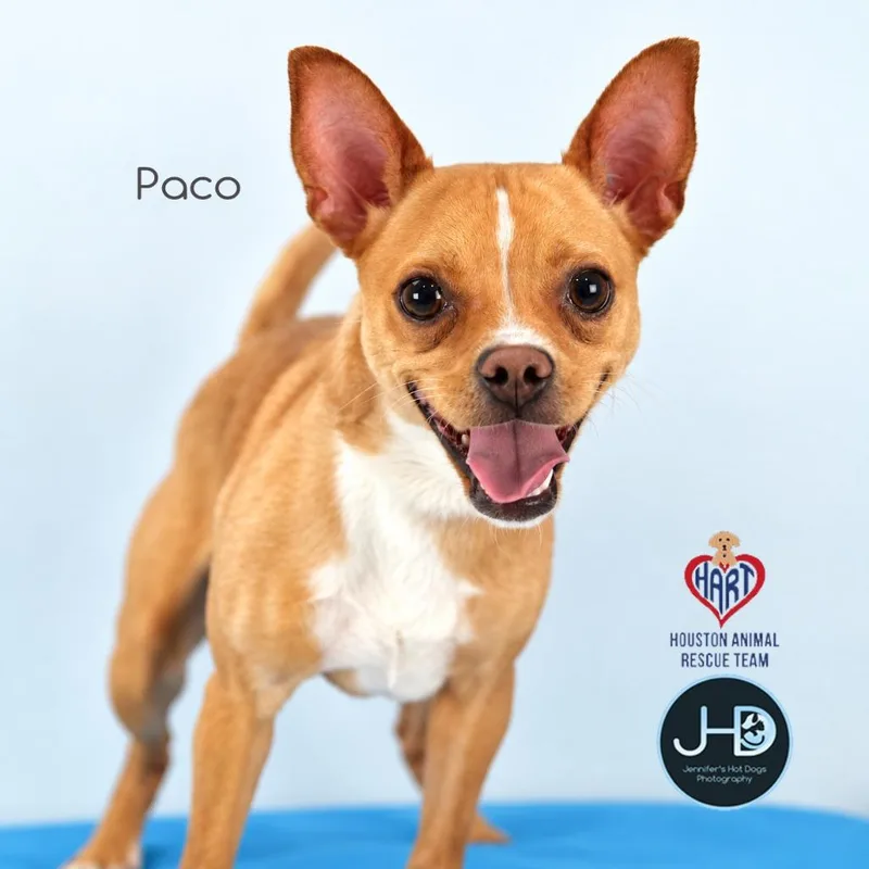 A young small-sized male Chihuahua dog named Paco for adoption in Hockley, TX