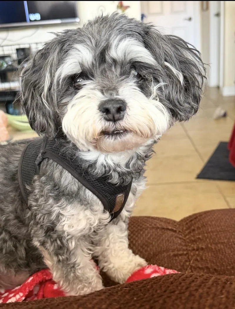 A senior small-sized male Gray / Blue / Silver Shih Tzu dog named Boomer for adoption in Las Vegas, NV