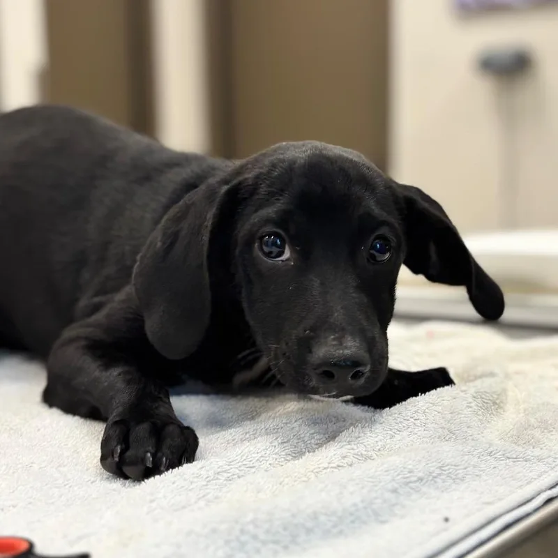 A baby small-sized female Mixed Breed dog named Stiletto for adoption in Nashville, IN