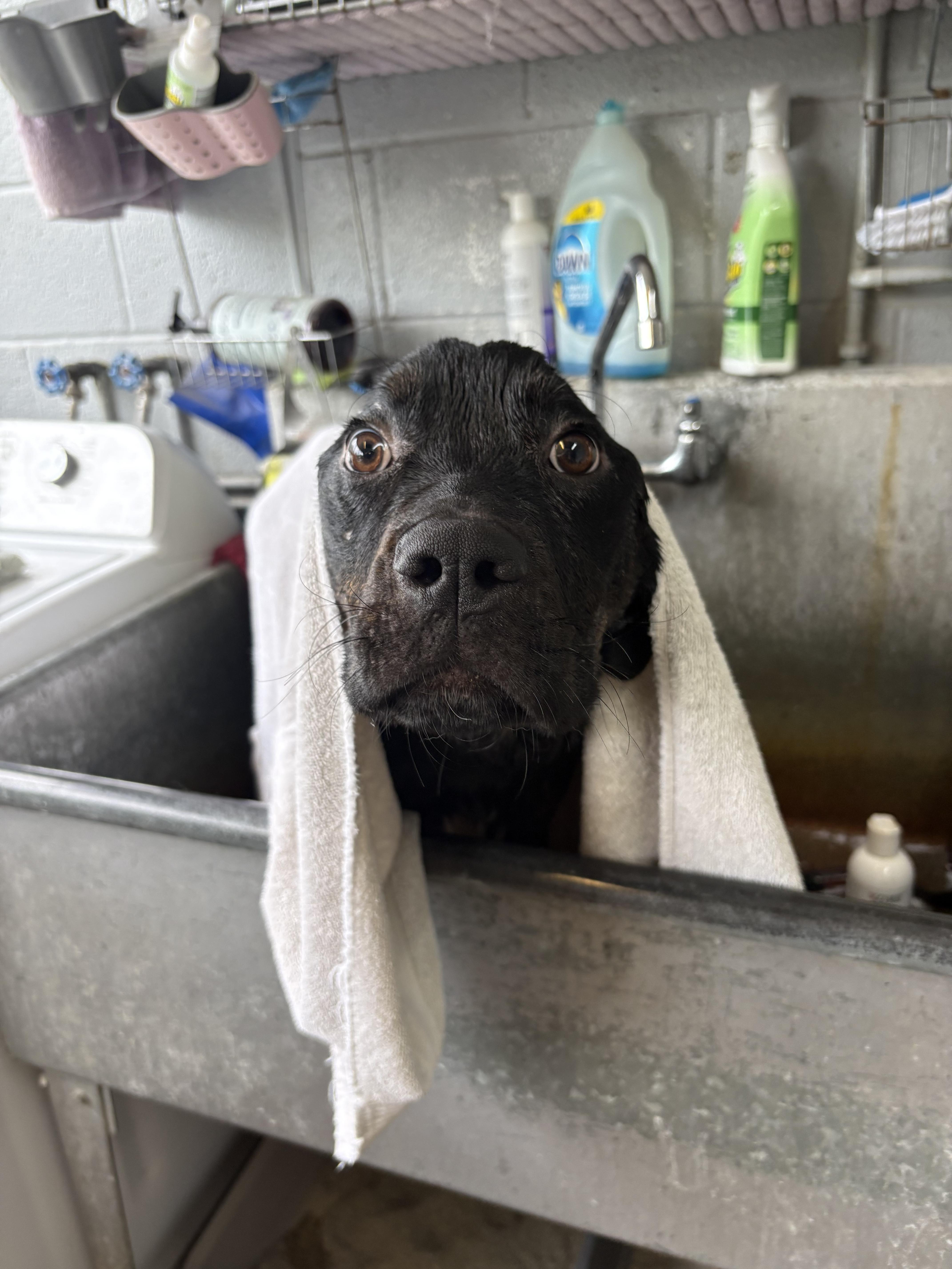 An adult large-sized male Rottweiler dog named Gill for adoption in Hermitage, PA