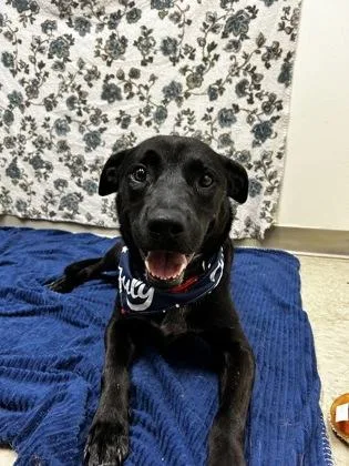 An adult medium-sized female Black Mixed Breed dog named Tuesday for adoption in Hamilton, OH