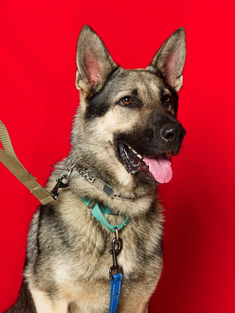 An adult medium-sized male German Shepherd Dog dog named Rocky for adoption in Centreville, VA