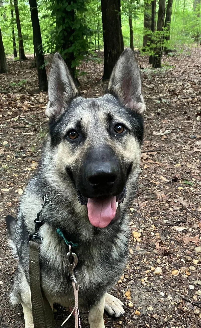 Rocky thumbnail 2