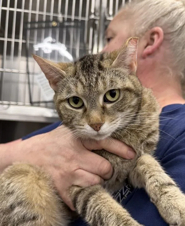 An adult medium-sized female Domestic Short Hair cat named Gracie for adoption in Millersville, MD