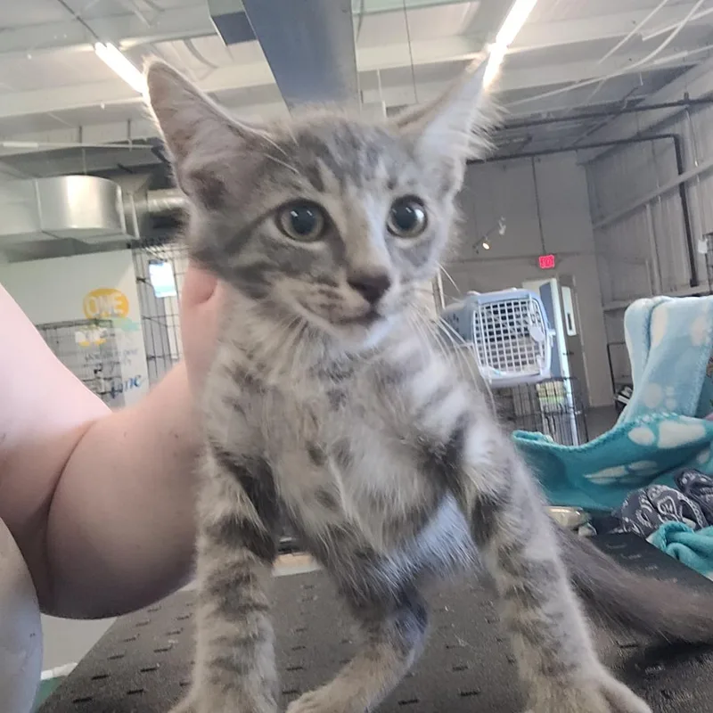 A baby small-sized male Gray / Blue / Silver Domestic Short Hair cat named Dylan for adoption in Clarksdale, MS