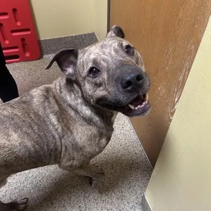 An adult large-sized male Mixed Breed dog named Rollo for adoption in Merriam, KS