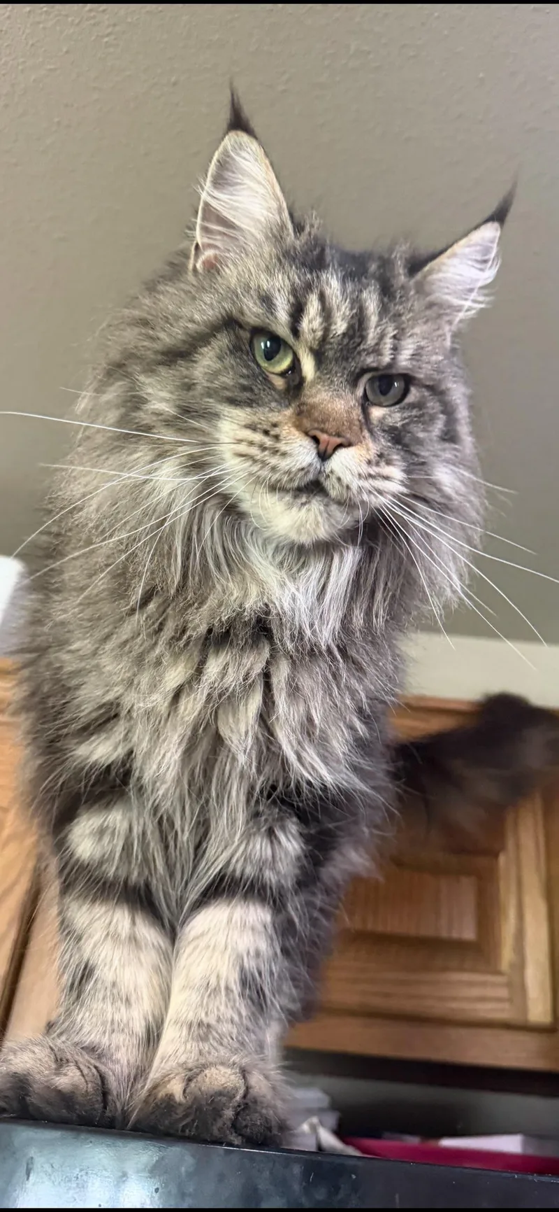 A baby large-sized female Tabby (Brown / Chocolate) Maine Coon cat named Polly for adoption in Dover, AR