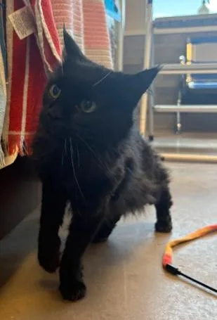 An adult medium-sized female Black Domestic Long Hair cat named Chavi for adoption in Buena Vista, CO
