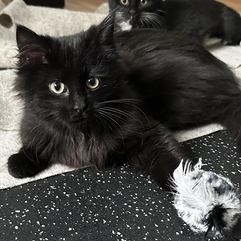 Winter Root thumbnail 2