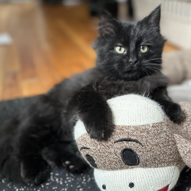 Winter Root thumbnail 3