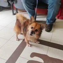 An adult small-sized male Sable Pomeranian dog named Ruff for adoption in North Judson, IN