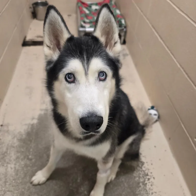 A senior medium-sized male Black Husky dog named Crow for adoption in Columbia, MO