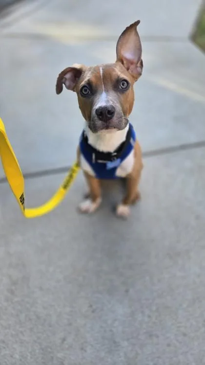 A young medium-sized male Pit Bull Terrier dog named Tosh for adoption in Atlanta, GA