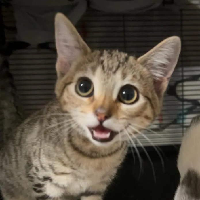 A baby small-sized female Domestic Short Hair cat named Nugget for adoption in Odessa, TX