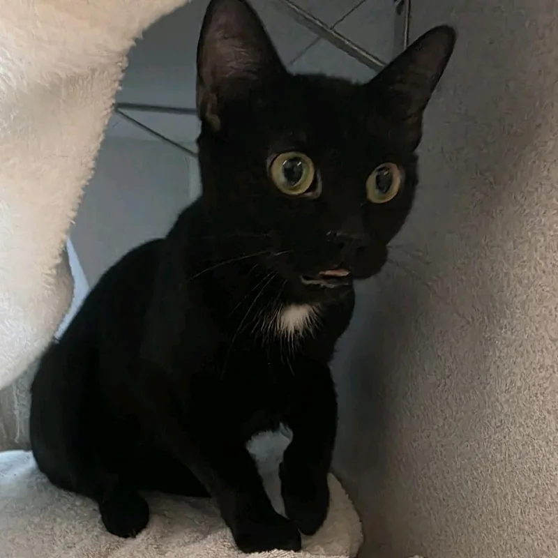 An adult medium-sized female Black Domestic Short Hair cat named Lucky for adoption in Pittsburgh, PA