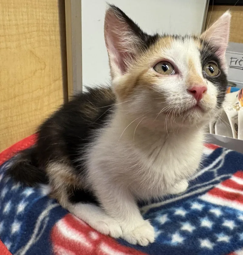 A baby medium-sized female Calico cat named Femke for adoption in Albuquerque, NM