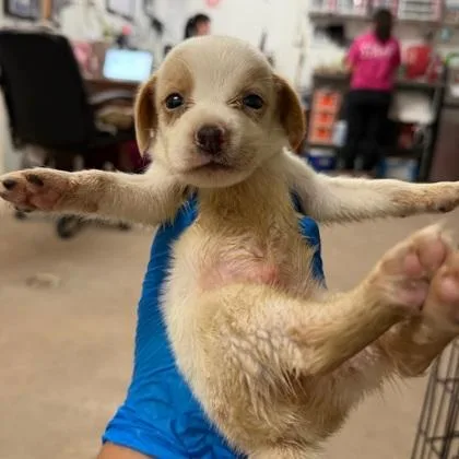 A baby medium-sized male Retriever dog named Marlin for adoption in Morton Grove, IL