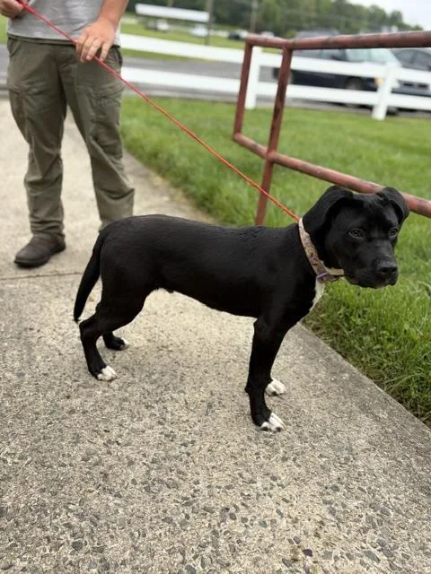 A young medium-sized male Black Labrador Retriever dog named Quinn for adoption in Manhasset, NY
