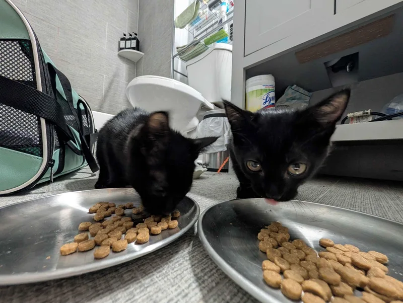 A young medium-sized male American Shorthair cat named Poco for adoption in Philadelphia, PA