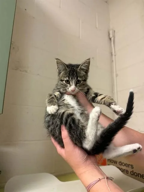 A baby small-sized male Domestic Short Hair cat named Brisket Nachos for adoption in Belleville, IL