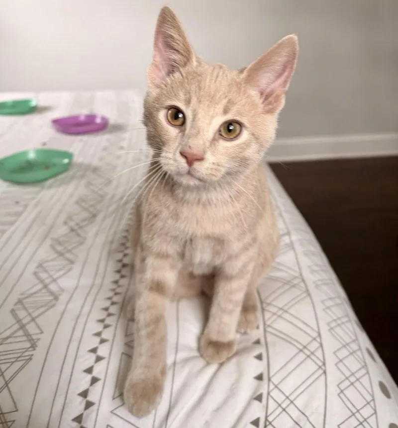 A baby medium-sized male Orange / Red Domestic Short Hair cat named Nimbus for adoption in Nashville, TN