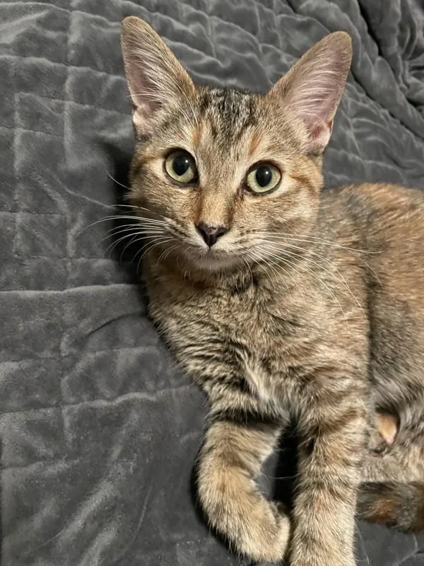 Cindy Lou Who thumbnail 2