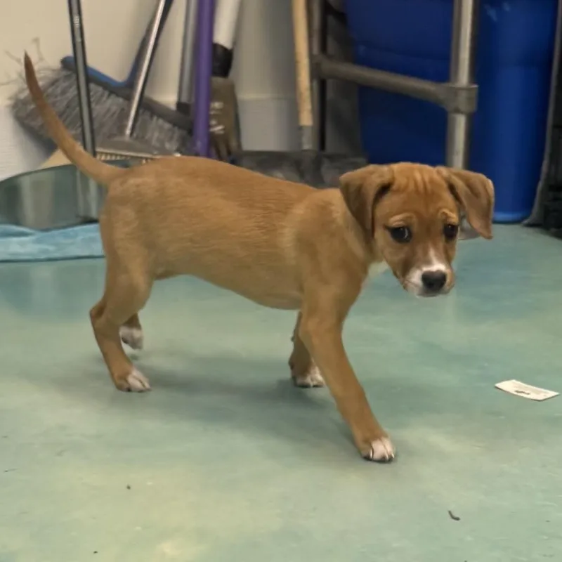 Sweetie Pie thumbnail 2