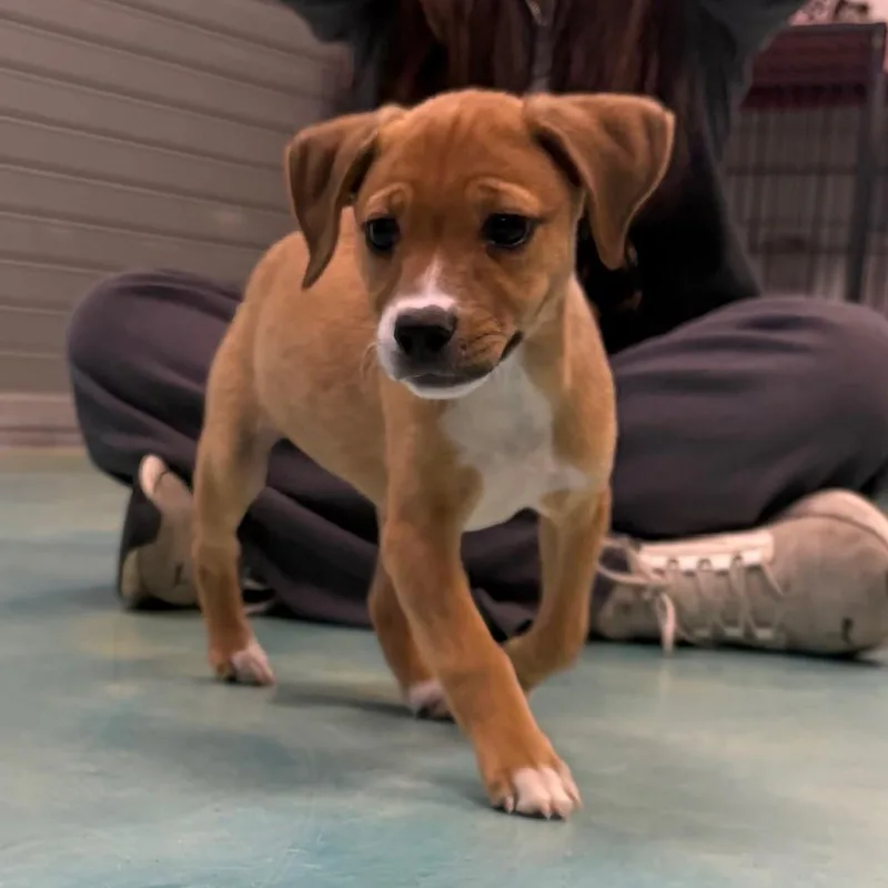 Sweetie Pie thumbnail 3