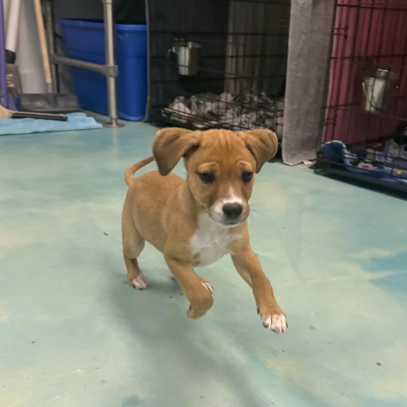 Sweetie Pie thumbnail 4