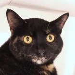 An adult large-sized female Tortoiseshell Domestic Short Hair cat named Daisy for adoption in Hilliard, OH