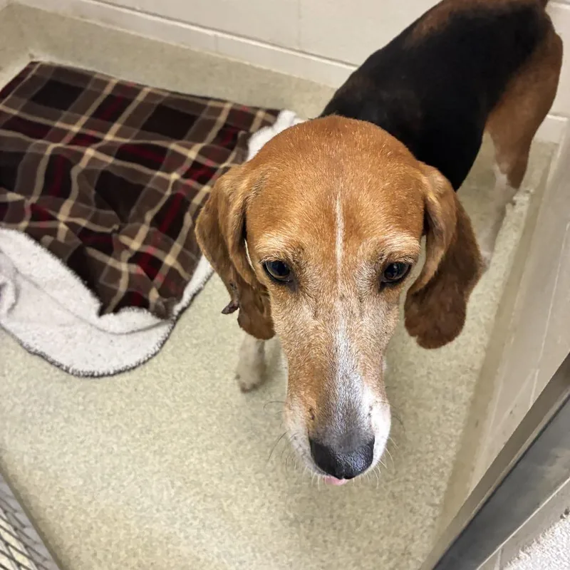 An adult medium-sized female Hound dog named Minnie for adoption in Windsor, VA