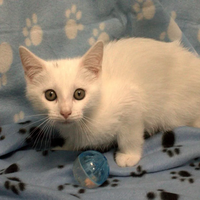 A baby small-sized male White Domestic Short Hair cat named Sammy for adoption in Carrollton, OH