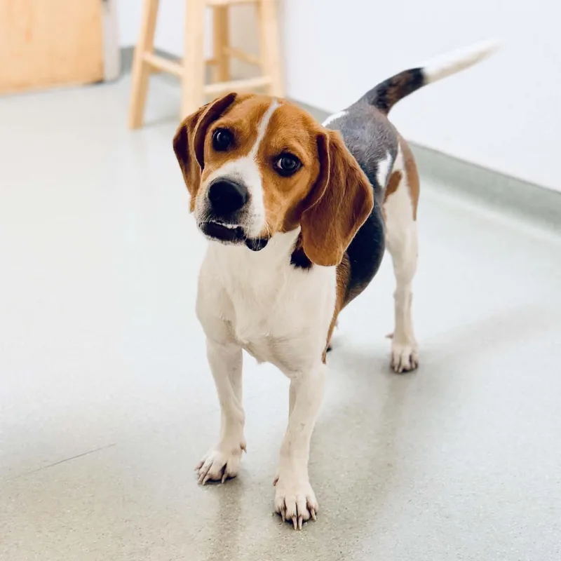 A young medium-sized male Tricolor (Brown, Black, & White) Beagle dog named Beeg for adoption in Stoughton, MA