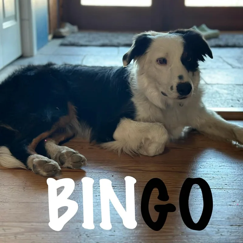 Bingo thumbnail 2